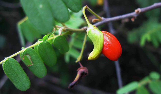 Rourea orientalis
