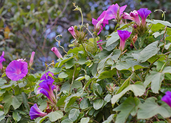 Ipomoea purpurea (Common morning glory)