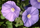Convolvulus mauritanicus