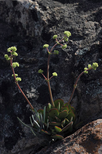 Crassula sericea