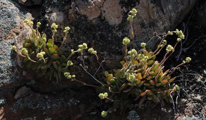 Crassula sericea