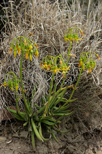Cotyledon campanulata