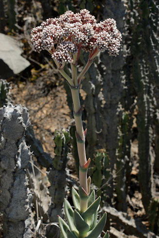 Crassula perfoliata