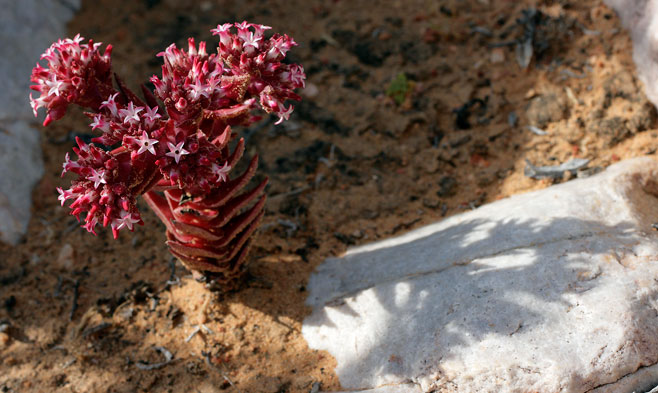 Crassula alpestris 