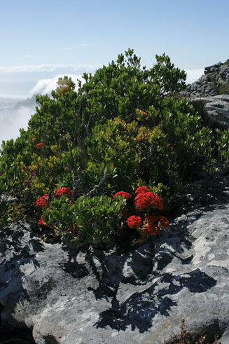 Crassula coccinea (Red crassula)