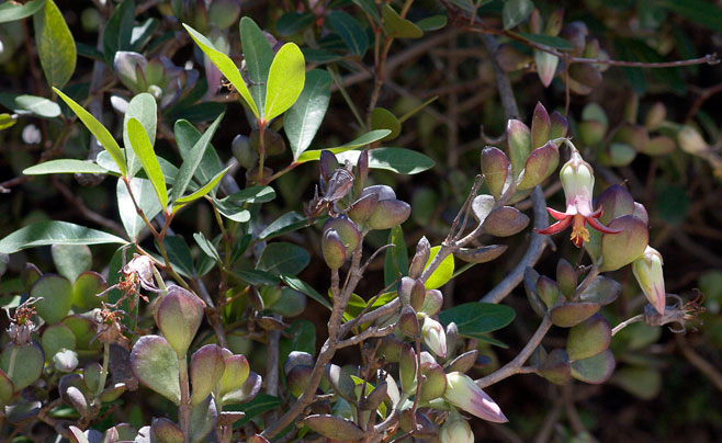 Cotyledon woodii