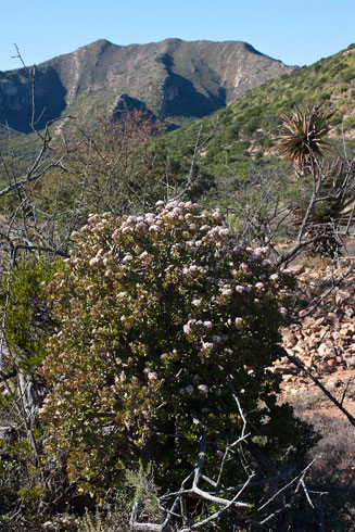 Crassula ovata (Kerky bush)