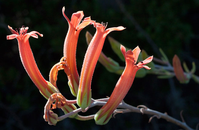 Tylecodon grandiflorus