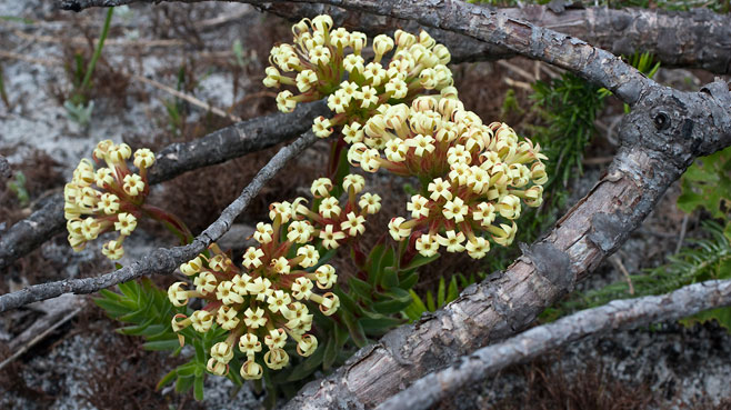 Crassula fascicularis