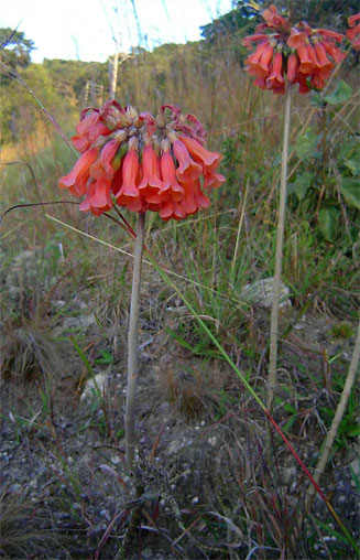 Kalanchoe delagoensis