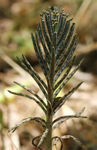 Kalanchoe delagoensis