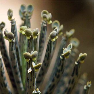 Kalanchoe delagoensis