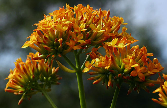 Kalanchoe crenata