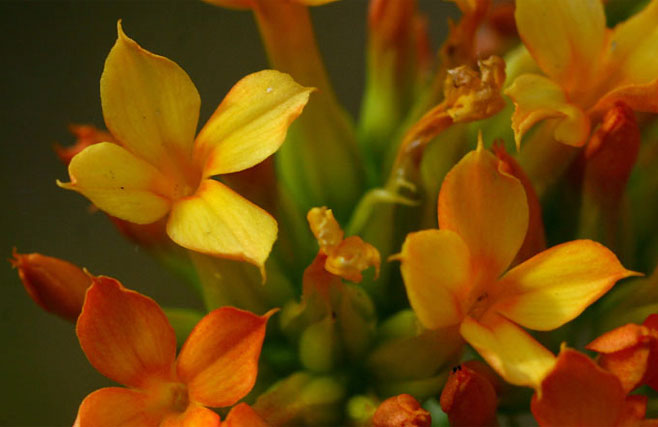 Kalanchoe crenata