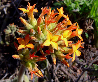 Kalanchoe lanceolata