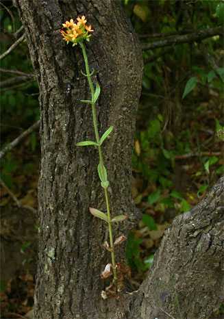 Kalanchoe lanceolata