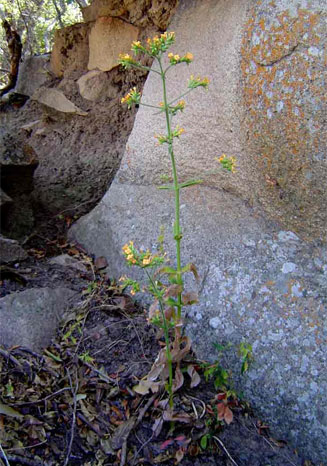 Kalanchoe lanceolata