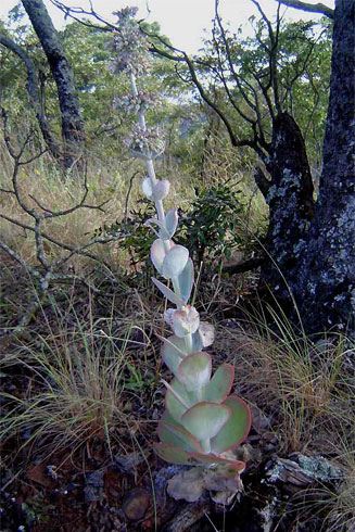 Kalanchoe lobata