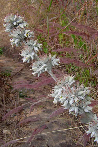 Kalanchoe lobata
