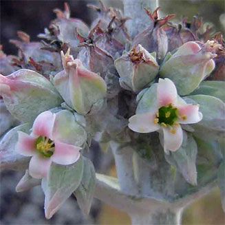 Kalanchoe lobata