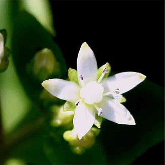 Crassula alticola