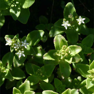 Crassula alticola