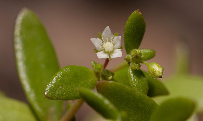 Crassula expansa