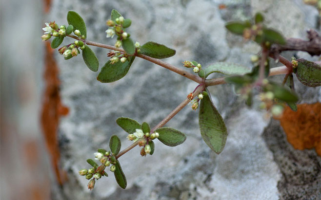 Crassula expansa