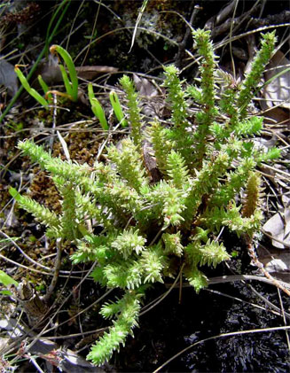 Crassula lanceolata