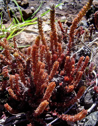 Crassula lanceolata