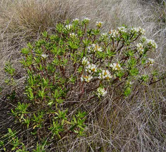 Crassula sarcocaulis