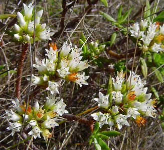 Crassula sarcocaulis