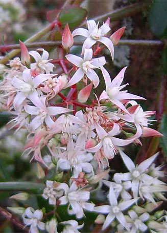 Crassula sarmentosa 