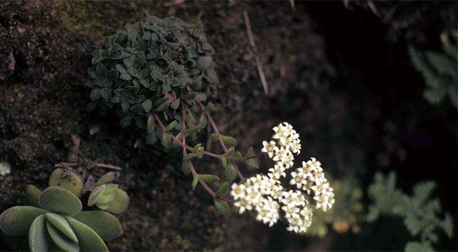 Crassula setulosa 