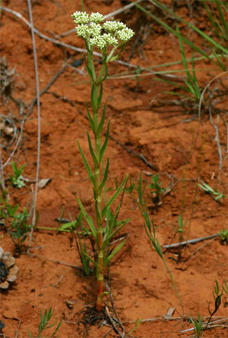 Crassula vaginata 