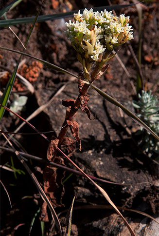 Crassula vaginata 