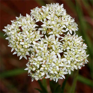 Crassula vaginata 