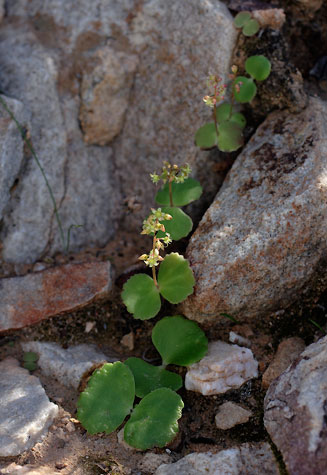 Crassula umbella