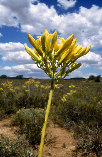 Tylecodon cacaliodes 