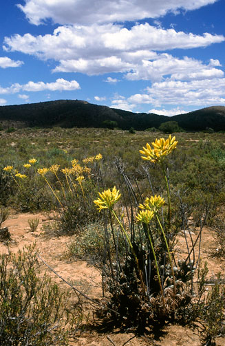 Tylecodon cacaliodes 
