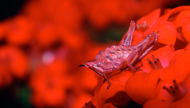 Crassula coccinea (Red crassula)