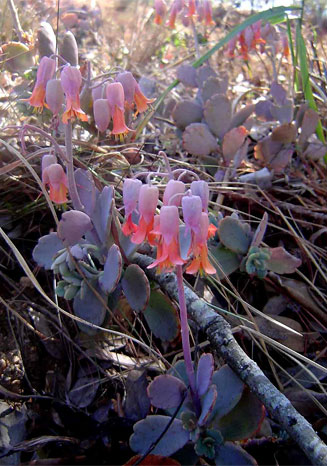 Kalanchoe fedtschenkoi