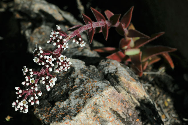 Crassula capitella