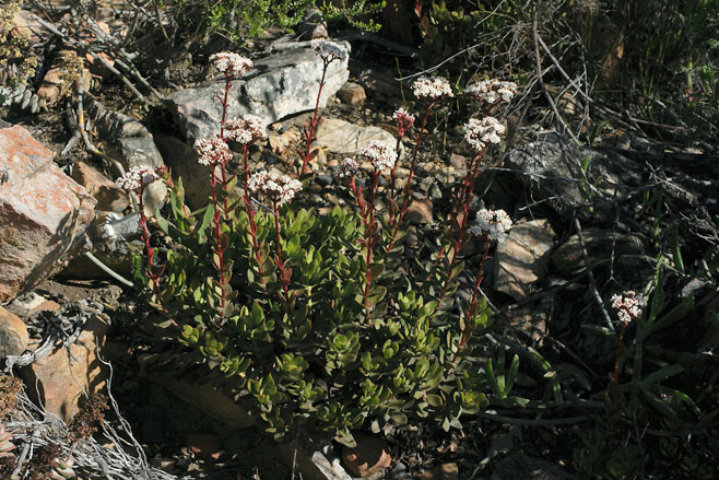 Crassula rubricaulis 