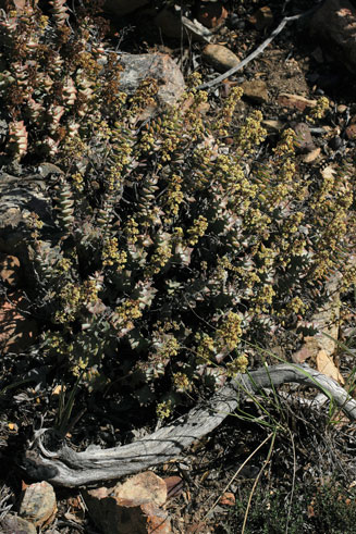 Crassula perforata 