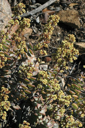 Crassula perforata 