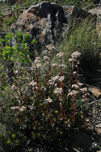 Crassula rubricaulis 