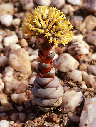 Crassula columnaris