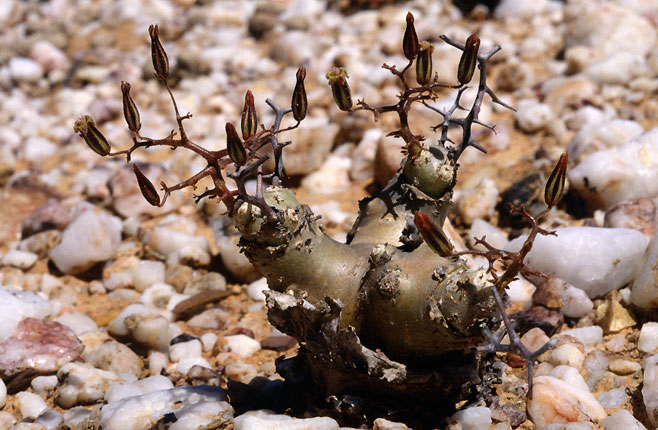 Tylecodon reticulatus 