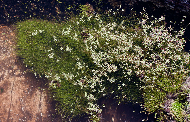 Crassula natans 